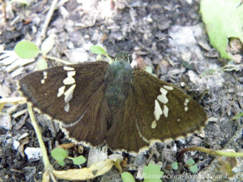  Lobocla bifasciata (Brem et Grey)  Толстоголовка двухцветная